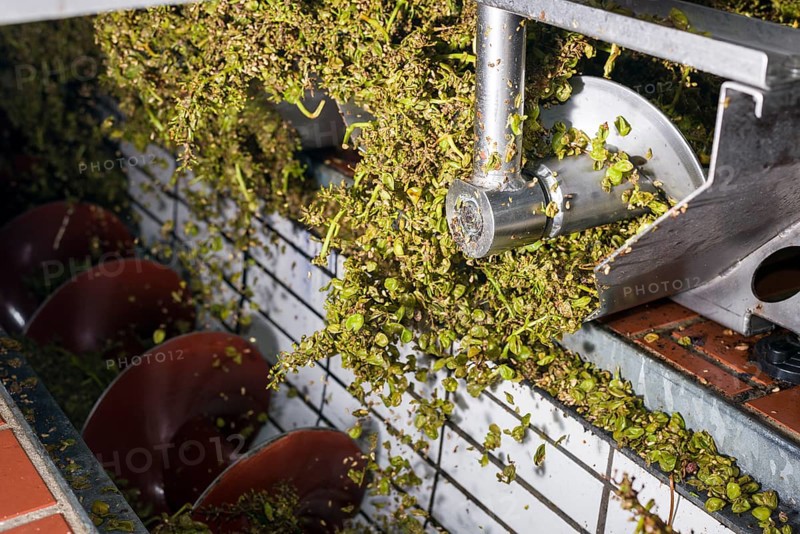 Silvaner grapes after being squeezed in the Juliusspital Wurzburg winery