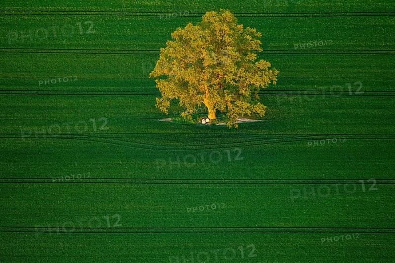 Tree in a green field