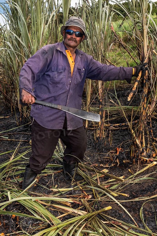 Worker harvesting sugar cane by hand