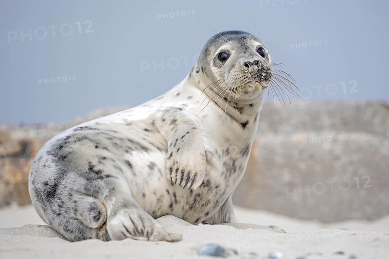 Seal (Phoca vitulina)