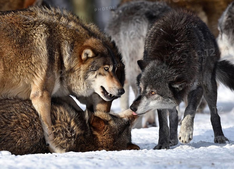 Male leader of the pack