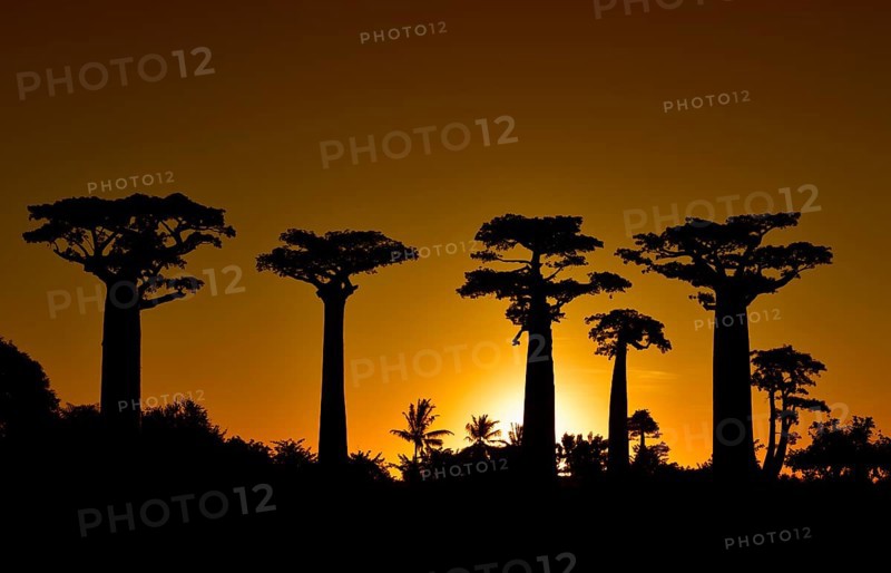 Baobab avenue at sunset in West Madagascar