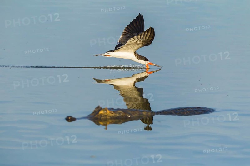 Black Skimmer (Rynchops niger)