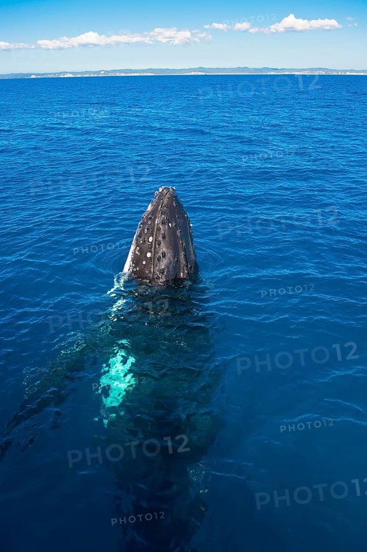 Humpback Whale (Megaptera novaeangliae)