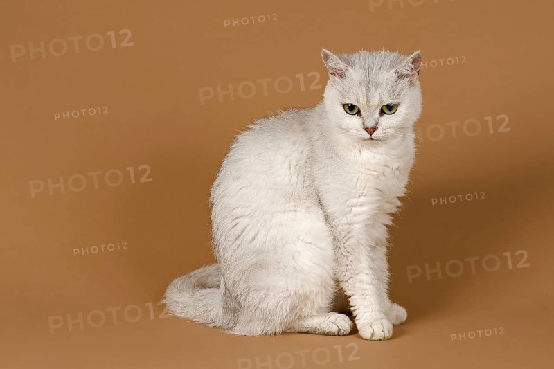 Selkirk Rex cat