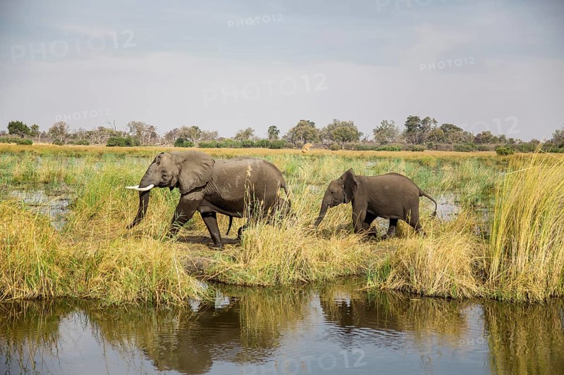African elephants (Loxodonta africana) mother with young