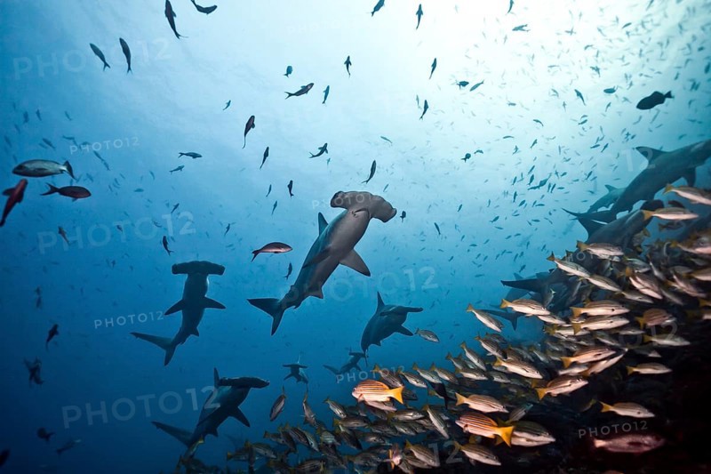 School of Scalloped Hammerheads (Sphyrna lewini)