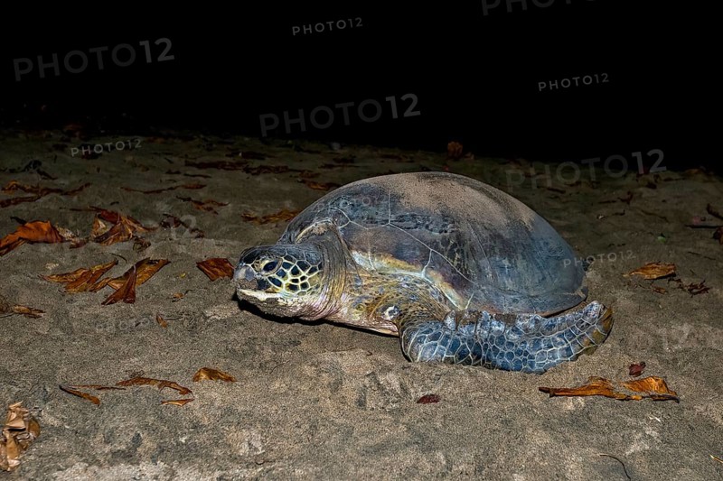 Green Turtle or Green Sea Turtle (Chelonia mydas) laying eggs