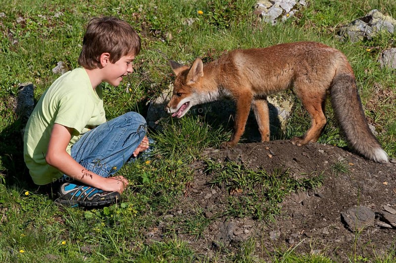 Boy sitting next to a Red Fox (Vulpes vulpes) at its den