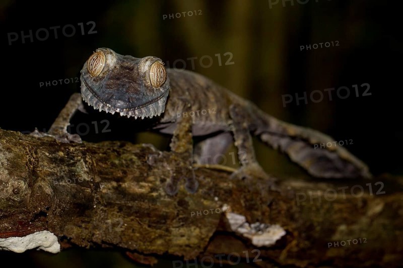 Common Flat-tail Gecko (Uroplatus fimbriatus)