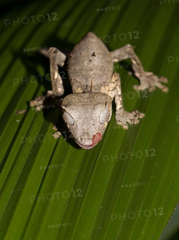 Baweng Satanic Leaf Gecko (Uroplatus phantasticus) in the rainforest of Andasibe