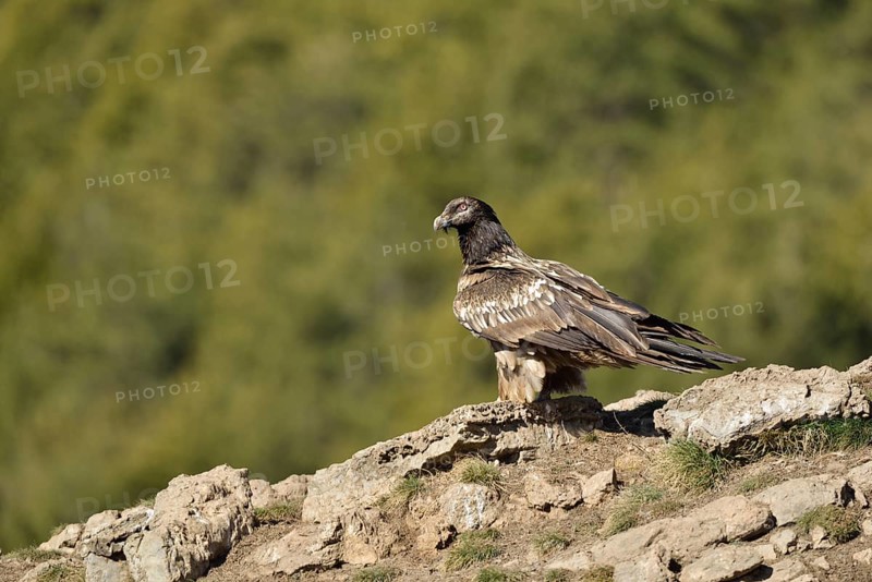 Young Lammergeier or Bearded Vulture (Gypaetus barbatus) at a bait place