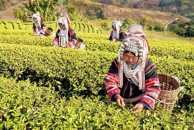 Akha hill tribe women picking tea