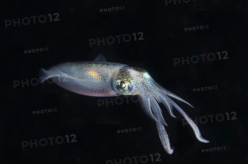 Bigfin Reef Squid (Sepioteuthis lessoniana)