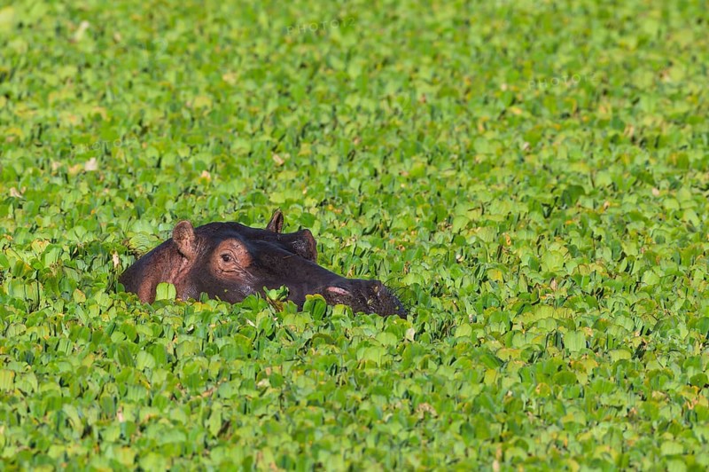 Hippopotamus (Hippopotamus amphibius) in a pond covered with water lettuce