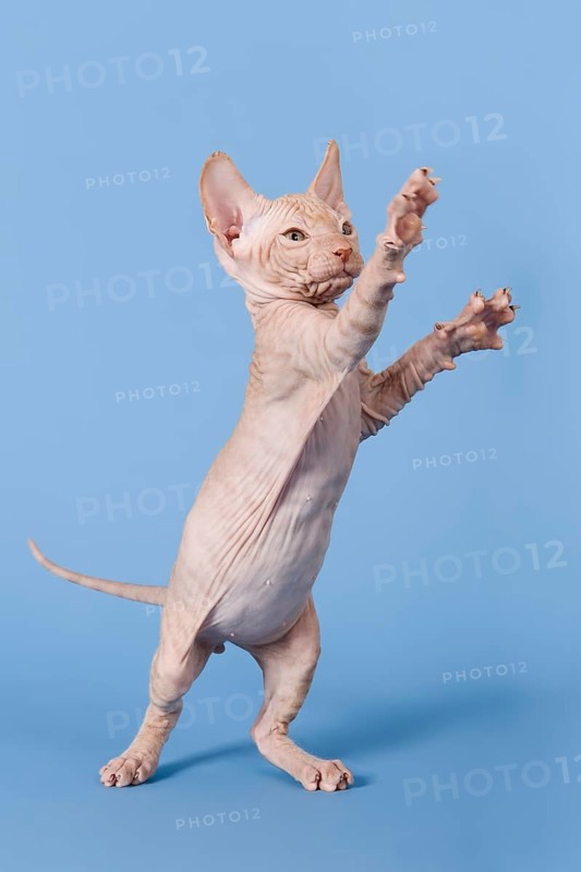 Don Sphynx kitten