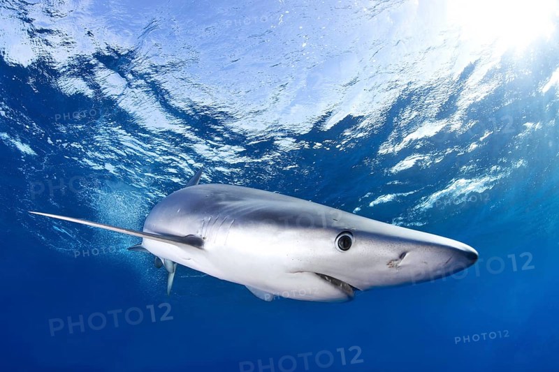 Blue Shark (Prionace glauca)