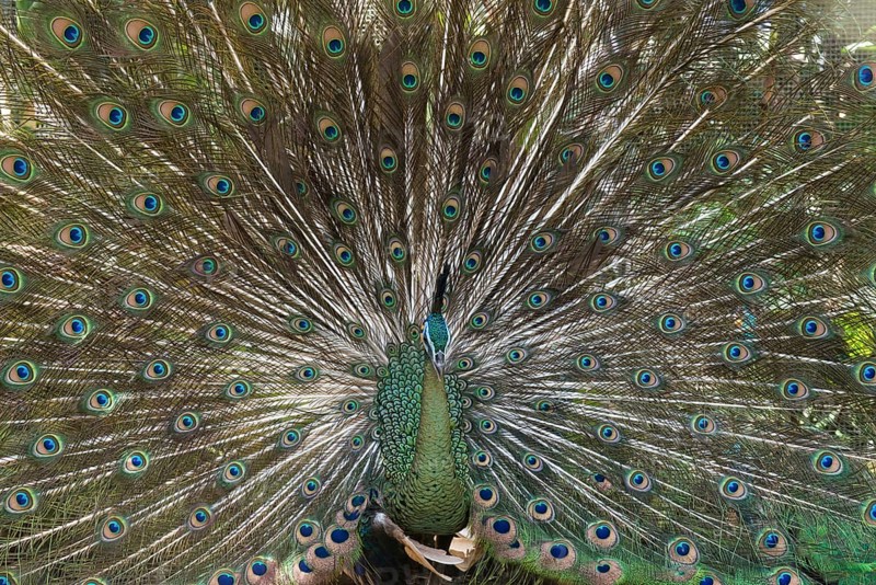 Java Peafowl or Green Peafowl (Pavo muticus)