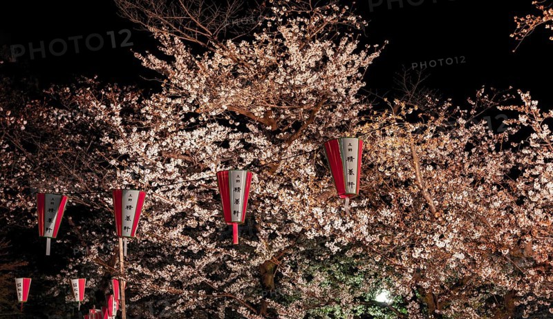 Paper lanterns hanging in blossoming cherry trees at night