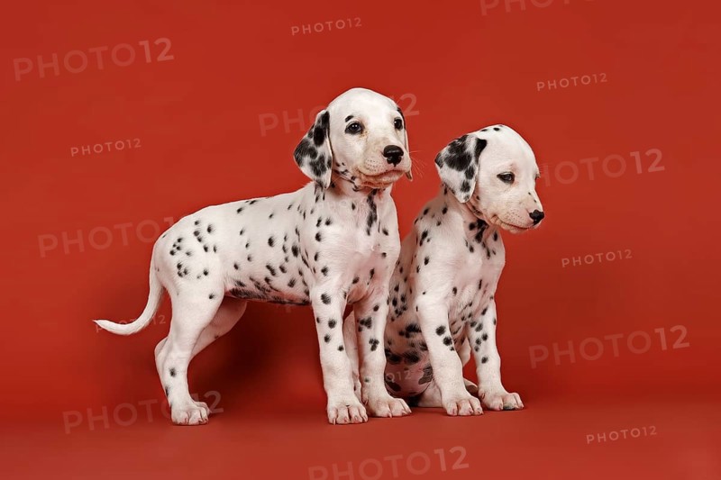 Two Dalmatian puppies