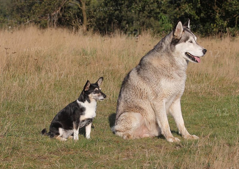Jack Russell-Yorkie mixed breed sitting on a meadown with a Siberian Husky