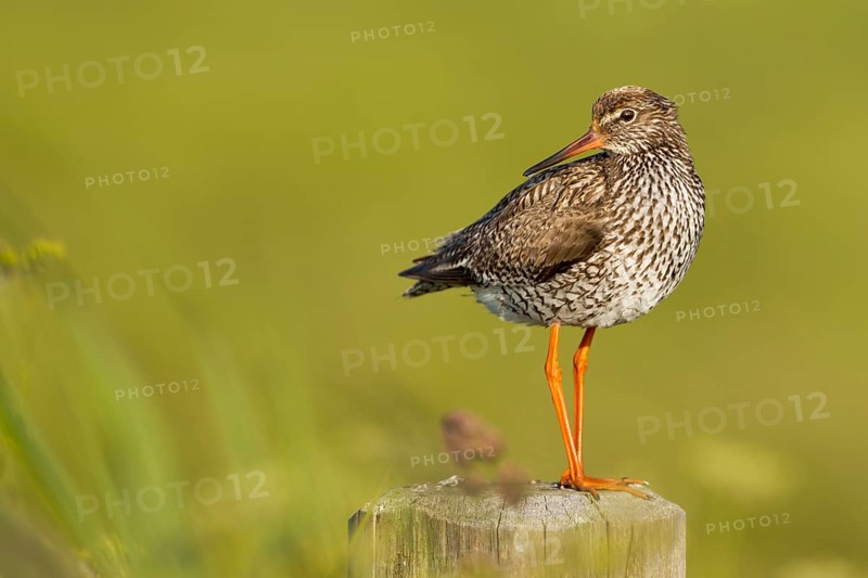 Redshank (Tringa totanus)