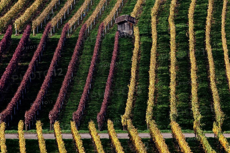 Vineyard in autumn colours