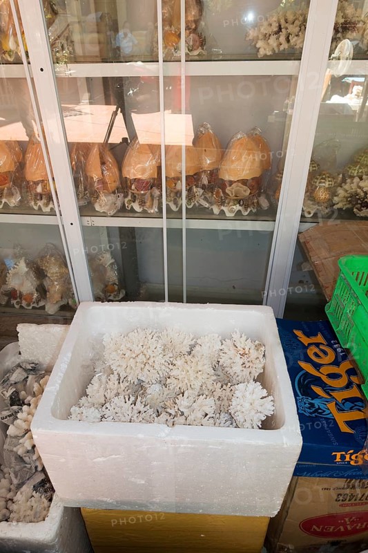 Coral ready for shipping in styrofoam box