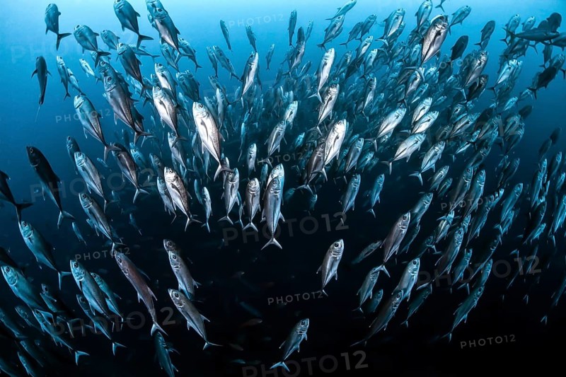 School of bigeye trevally fish (Caranx sexfasciatus) swimming towards the surface