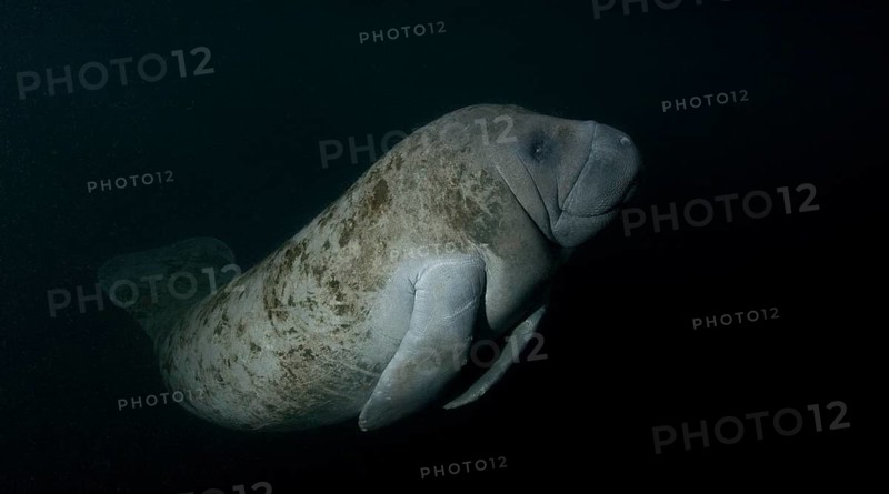 West Indian Manatee (Trichechus manatus) at night