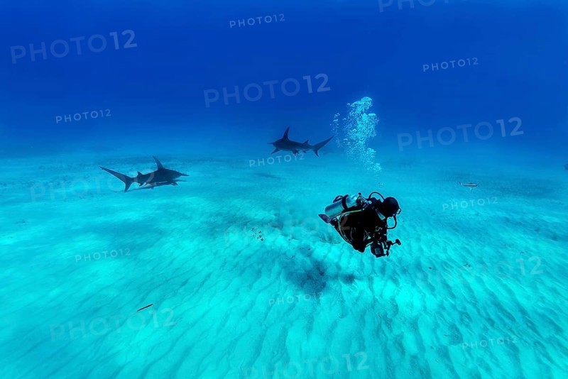Hammerhead sharks (Sphyrna mokarran) with diver