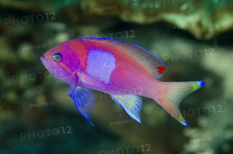 Squarespot Anthias (Pseudanthias pleurotaenia)