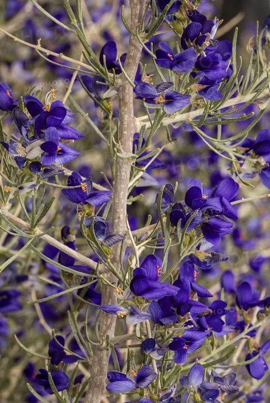 Schott's dalea or Indigo Bush (Psorothamnus schottii)