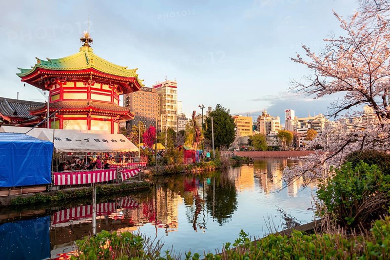 Cherry Blossoms at Shinobazu Pond