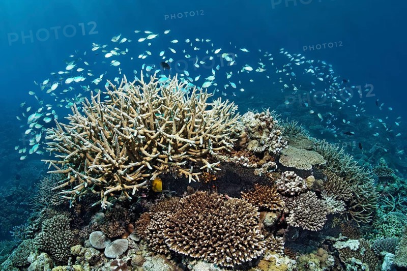 Coral reef with various Acropora Corals (Acropora sp.) and a school of Green Chromis or Blue-green Chromis (Chromis viridis)