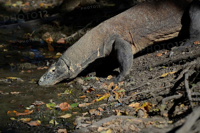 Komodo Dragon (Varanus komodoensis)