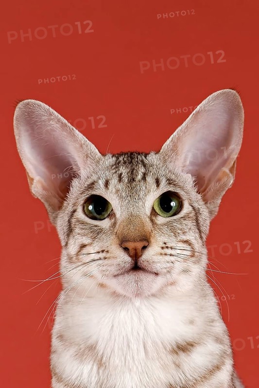 Oriental Shorthair cat
