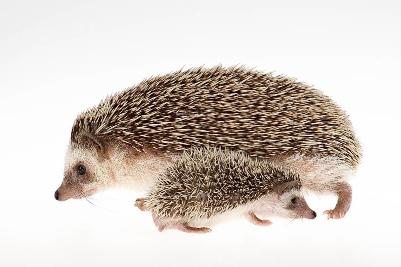 Four-toed Hedgehog or African Pygmy Hedgehog (Atelerix albiventris)