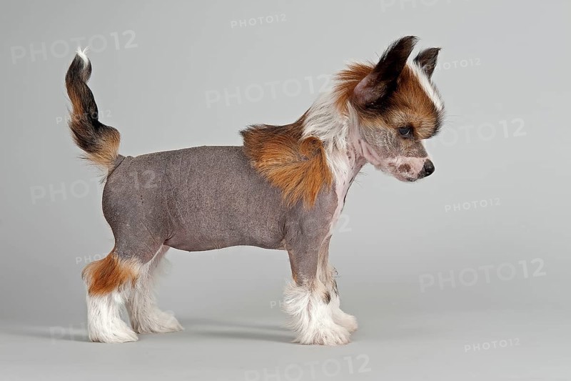 Chinese Crested puppy
