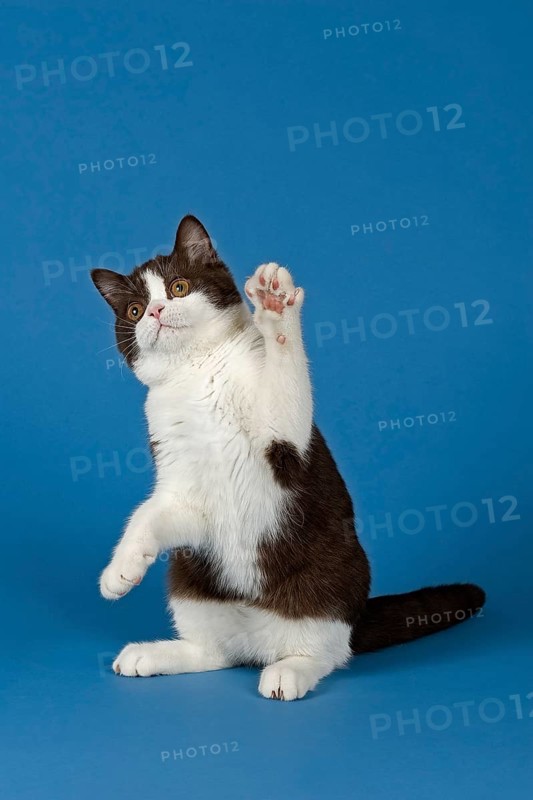 British Shorthair cat