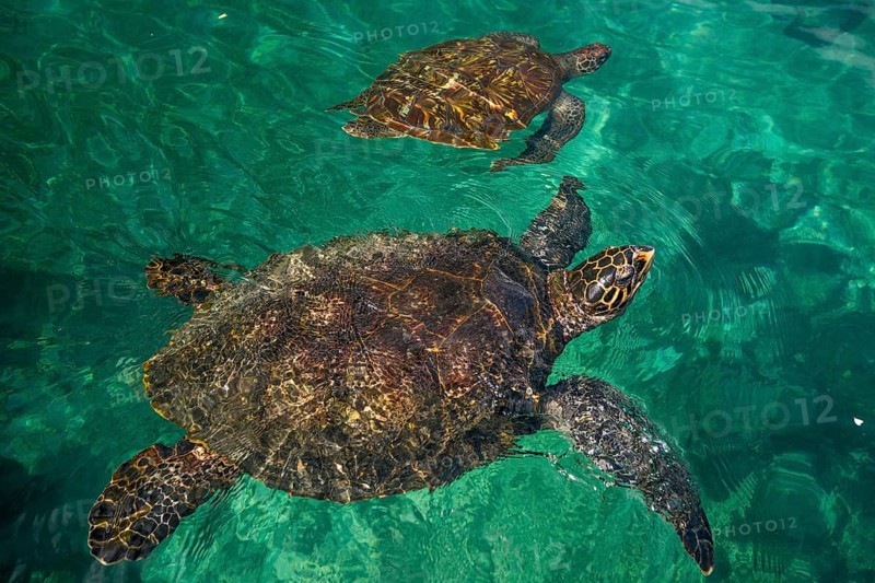 Turtles in the Kelonia Aquarium