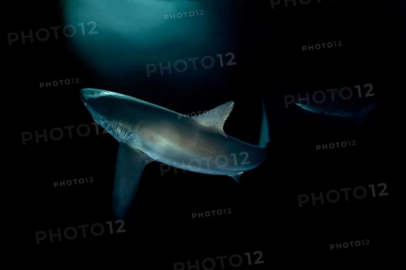Silky Shark (Carcharhinus falciformis)
