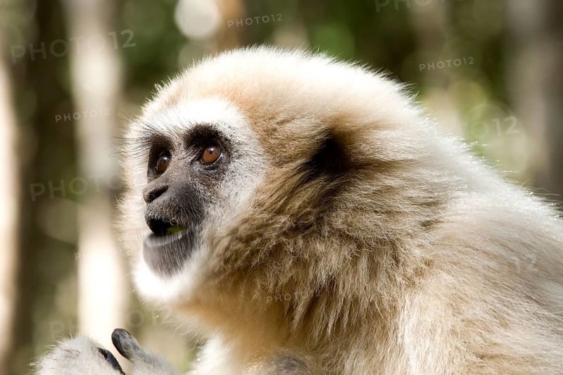 White-handed Gibbon (Hylobates lar)