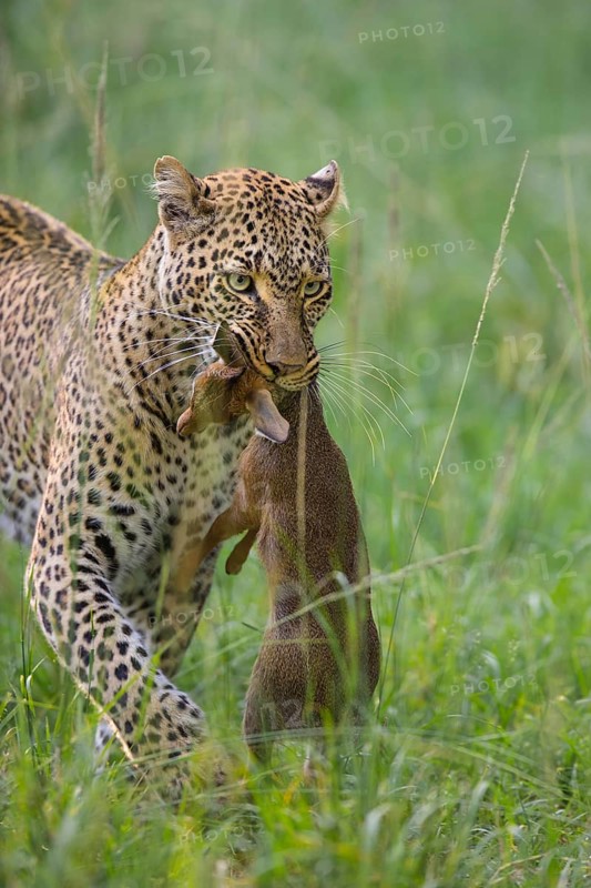 Leopard (Panthera pardus) with captured Kirk's Dik-dik (Madoqua kirkii)
