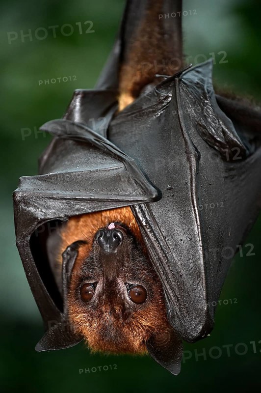 Flying Fox (Pteropus sp.)