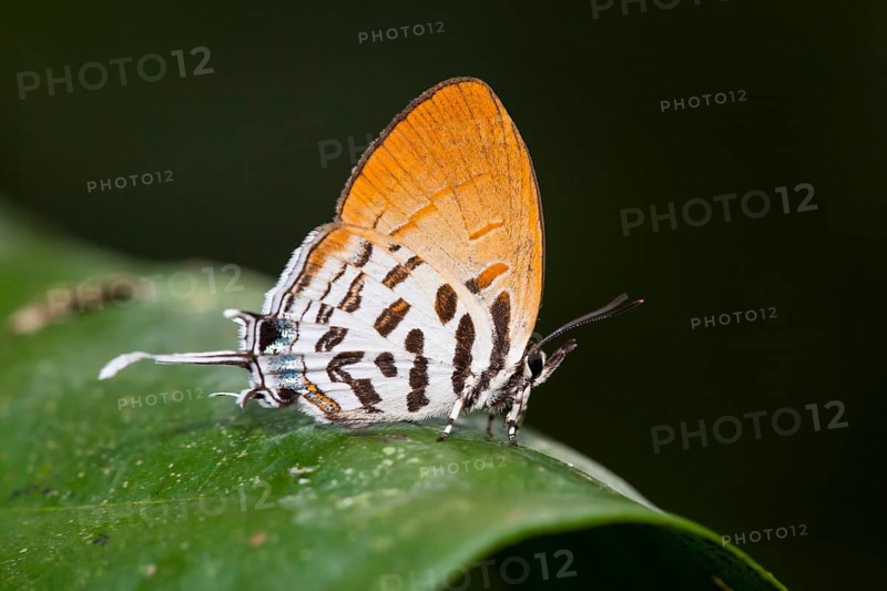 Common Posy (Drupadia ravindra moorei) resting on leaf
