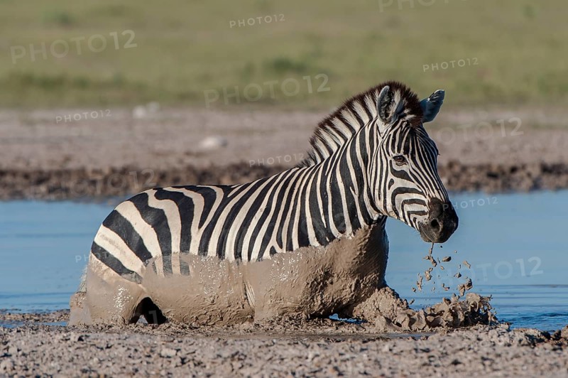 Burchell's Zebra (Equus quagga burchelli) crossing a water hole