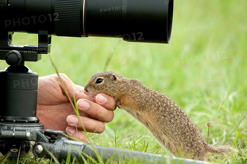 European Ground Squirrel or European Souslik (Spermophilus citellus) at the hand of a photographer
