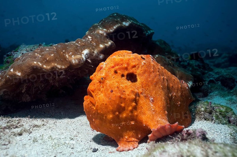 Commerson's frogfish (Antennarius commerson)