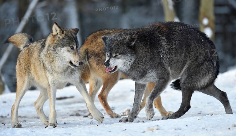Young and female alpha wolf